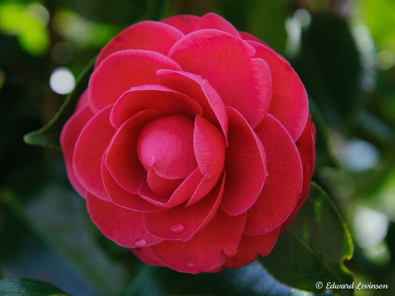 edward_levinson-tree-red-subaki-2-9046